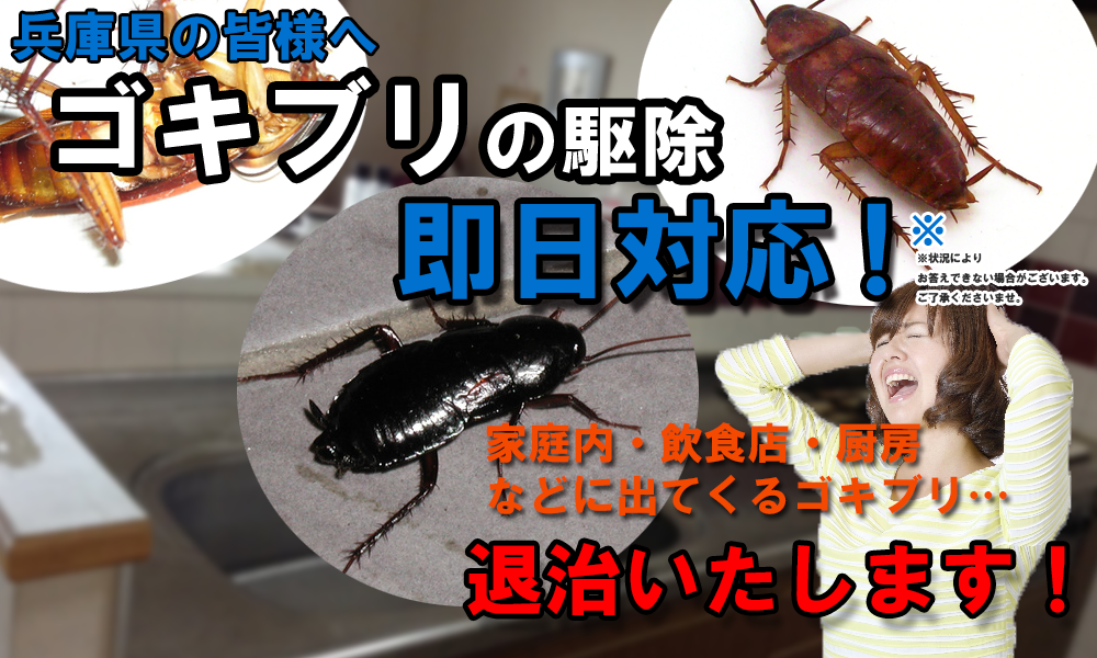 兵庫県エリアの皆さまへ、ゴキブリに困っていませんか？どんな場所でも即日対応！